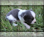 Small #1 Chihuahua