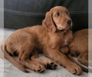 Golden Retriever-Irish Doodle Mix Puppy for sale in STRONGSVILLE, OH, USA