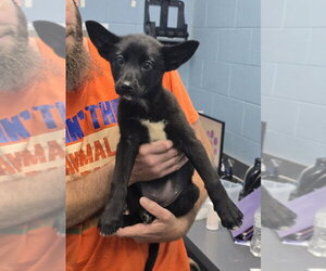 Mutt Dogs for adoption in Evansville, IN, USA