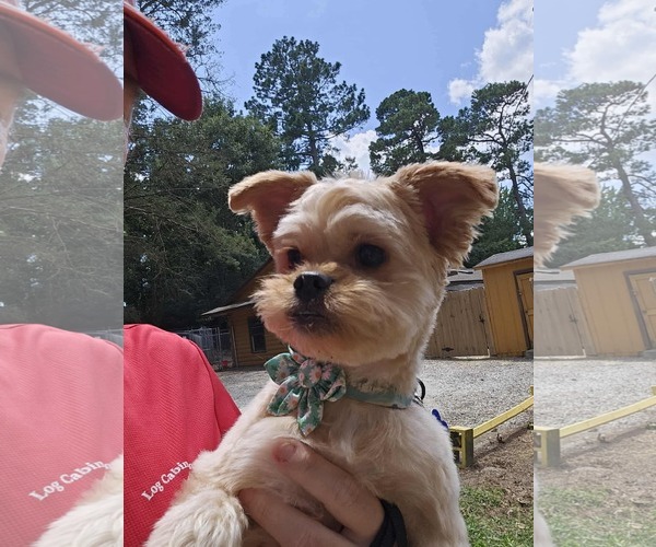 Medium Photo #2 Mutt Puppy For Sale in Spring Lake, NC, USA