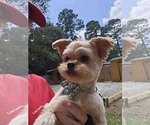 Small #1 Mutt