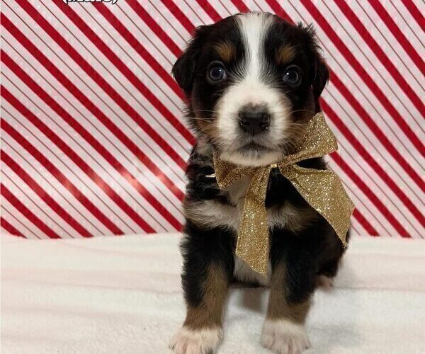 Medium Photo #2 Australian Shepherd Puppy For Sale in OLD LYME, CT, USA