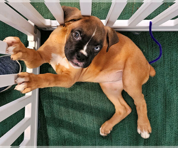Medium Photo #6 Boxer Puppy For Sale in LYONS, KS, USA