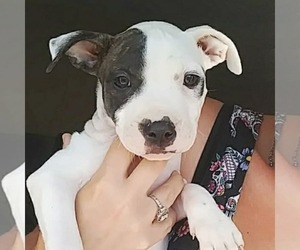 American Staffordshire Terrier Puppy for sale in PRINEVILLE, OR, USA