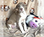 Small #1 American Pit Bull Terrier Mix