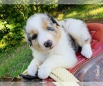 Small Photo #23 Australian Shepherd Puppy For Sale in ARBA, IN, USA