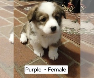 Medium Pembroke Welsh Corgi