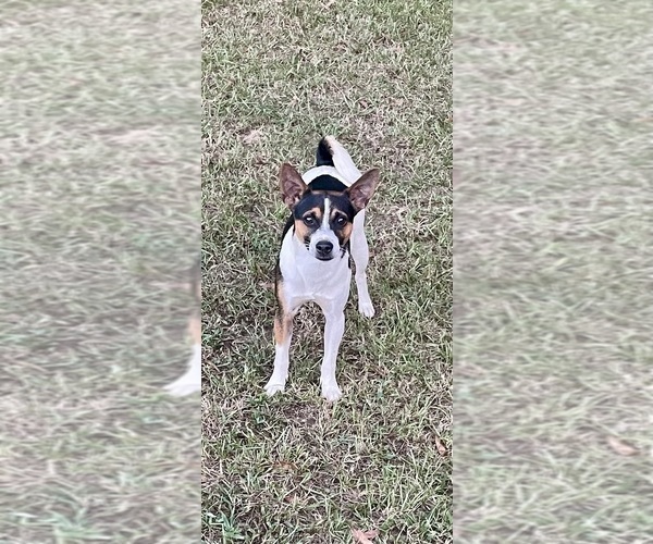 Medium Photo #1 Rat Terrier Puppy For Sale in WHITAKERS, NC, USA