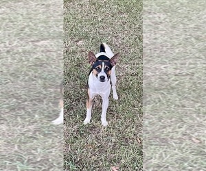 Father of the Rat Terrier puppies born on 04/05/2025