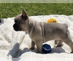 Small Photo #10 French Bulldog Puppy For Sale in WEST ORANGE, NJ, USA