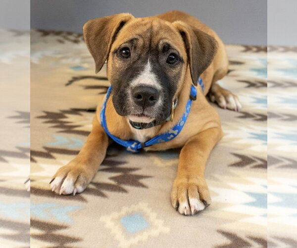 Medium Photo #1 American Staffordshire Terrier-Boxer Mix Puppy For Sale in Princeton, MN, USA