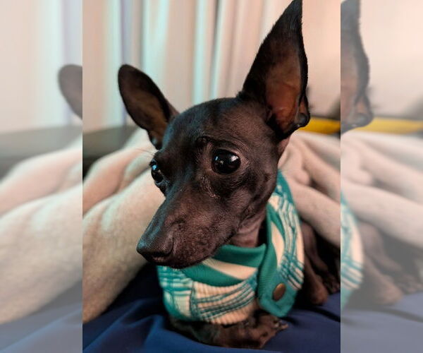 Medium Photo #3 Chihuahua Puppy For Sale in Petaluma, CA, USA