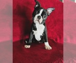 Small Photo #3 Boston Terrier Puppy For Sale in TURLOCK, CA, USA