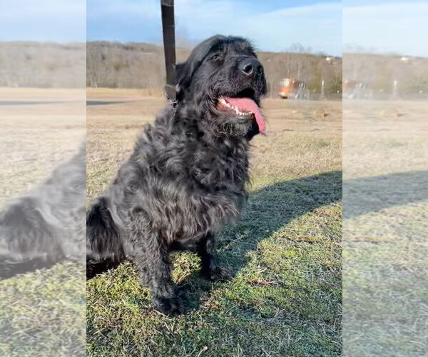 Medium Photo #4 Labrador Retriever Puppy For Sale in Harrison, AR, USA
