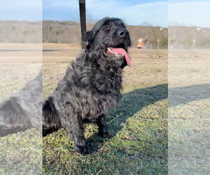Milo - Male Labrador Retriever Dog for Adoption - Photo #4