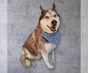 Siberian Husky Dogs for adoption in Bakersfield, CA, USA