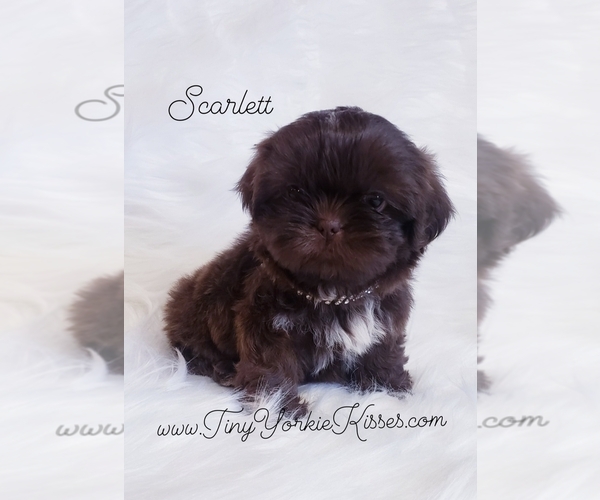Medium Photo #1 Shih Tzu Puppy For Sale in FAIRFIELD, CA, USA