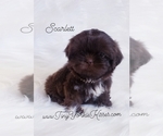 Small Photo #1 Shih Tzu Puppy For Sale in FAIRFIELD, CA, USA