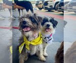 Small Photo #4 Wapoo Puppy For Sale in Newport Beach, CA, USA