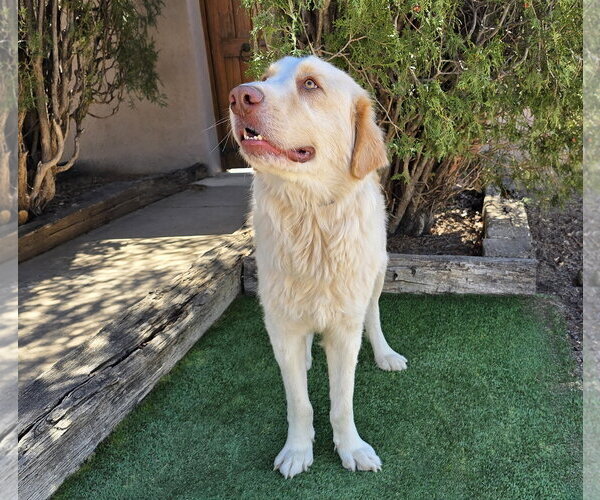 Medium Photo #4 Great Pyrenees Puppy For Sale in Albuquerque, NM, USA
