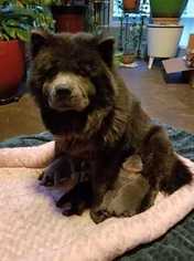 Chow Chow Puppy for sale in SAPULPA, OK, USA
