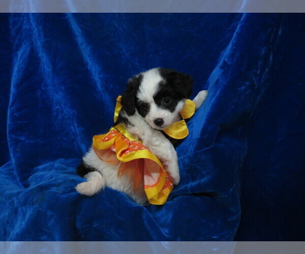 Medium Photo #2 Pom-A-Poo Puppy For Sale in HARTVILLE, MO, USA