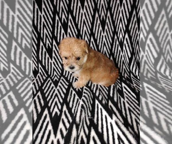 Medium Photo #20 Morkie Puppy For Sale in LAPEER, MI, USA