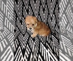 Small Photo #20 Morkie Puppy For Sale in LAPEER, MI, USA
