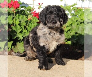 Goldendoodle Puppy for sale in LANCASTER, PA, USA
