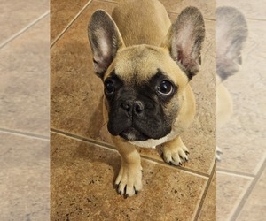 French Bulldog Puppy for Sale in MESA, Arizona USA