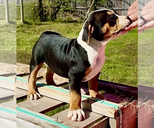 Medium Photo #2 American Bully Puppy For Sale in FORT MITCHELL, AL, USA