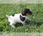Small Photo #3 Jack-Rat Terrier Puppy For Sale in FREDONIA, KY, USA