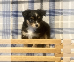 Miniature Australian Shepherd Puppy for sale in FORT MORGAN, CO, USA