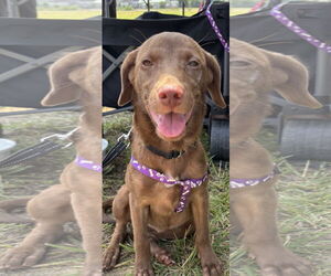 Chocolate Labrador retriever-Unknown Mix Dogs for adoption in NYC, NY, USA