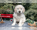Puppy Melanie English Cream Golden Retriever