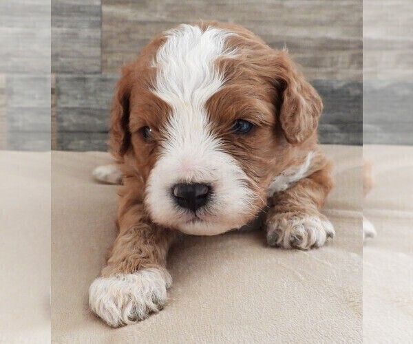 Medium Photo #11 Cavapoo Puppy For Sale in CARLISLE, KY, USA