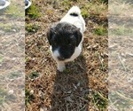 Small Photo #1 Pyredoodle Puppy For Sale in NASHVILLE, TN, USA