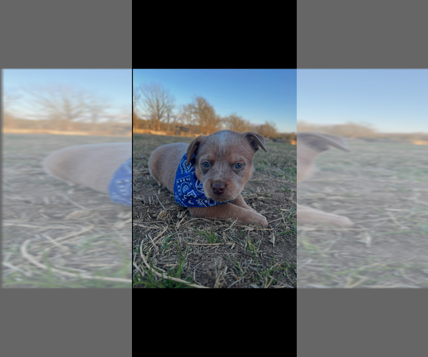 Medium Photo #9 Australian Cattle Dog Puppy For Sale in BONHAM, TX, USA