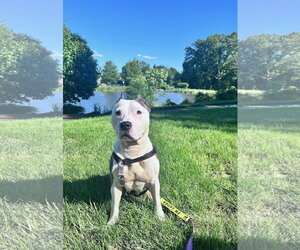Harlow - Female American Pit Bull Terrier Dog for Adoption - Photo #3