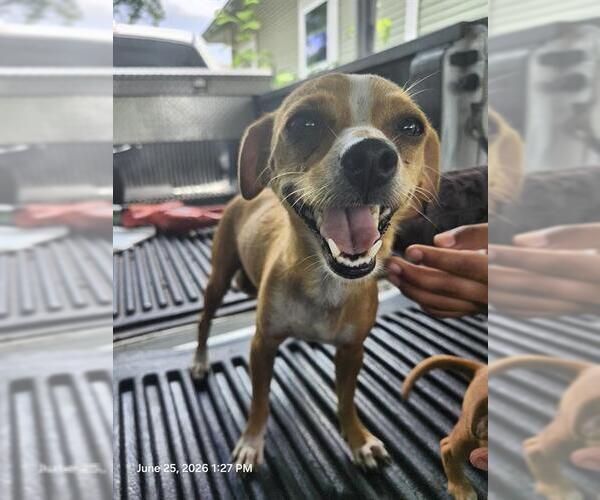 Medium Photo #1 Chihuahua Puppy For Sale in San Antonio, TX, USA
