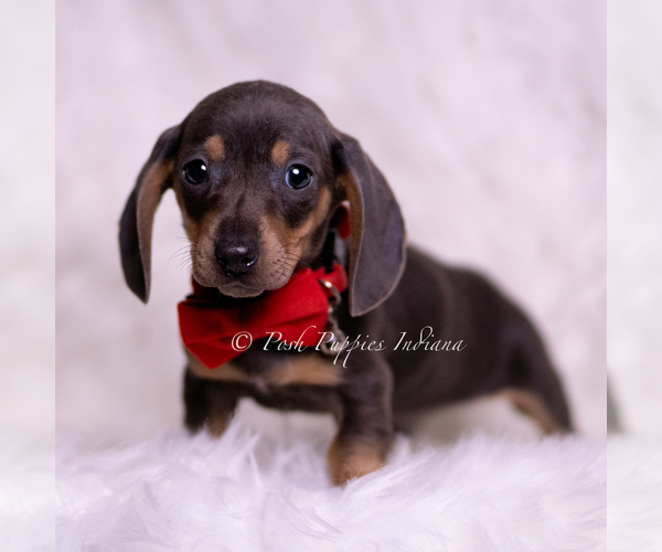 Medium Photo #5 Dachshund Puppy For Sale in WARSAW, IN, USA