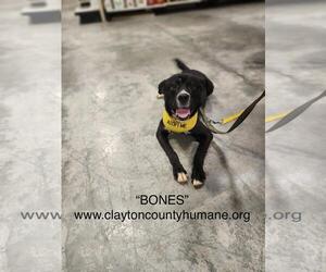 Bones - Male Siberian Husky-Unknown Mix Dog for Adoption - Photo #10