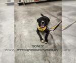 Small #9 Siberian Husky Mix