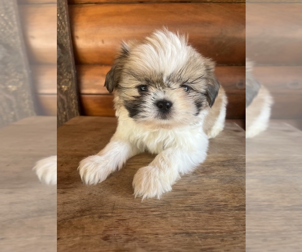 Medium Photo #1 Shiranian Puppy For Sale in SAINT AUGUSTINE, FL, USA
