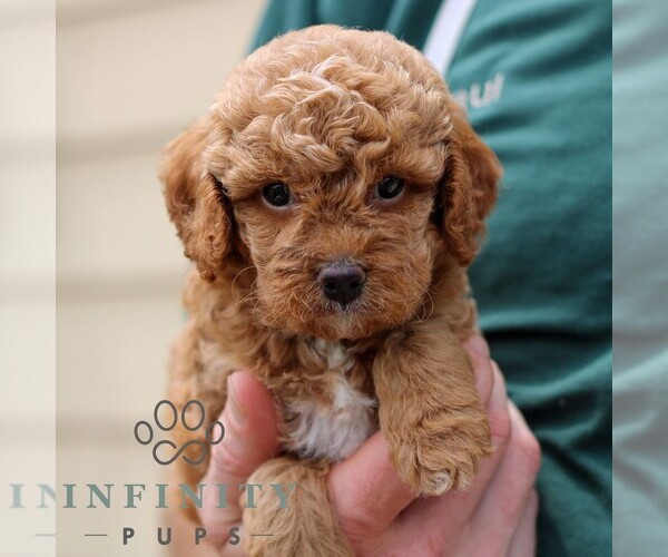 Medium Photo #4 Cavapoo Puppy For Sale in NARVON, PA, USA