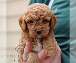 Small #3 Cavapoo