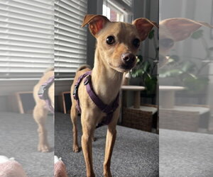 Chihuahua-Unknown Mix Dogs for adoption in Sandy, UT, USA
