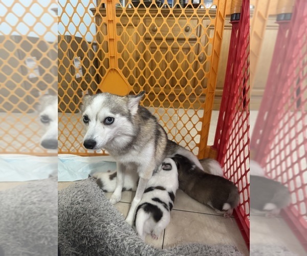 Medium Photo #1 Pomsky Puppy For Sale in GREENACRES, FL, USA