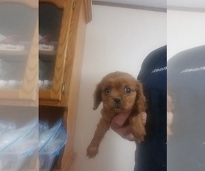Cavalier King Charles Spaniel Puppy for Sale in SPARTA, Tennessee USA