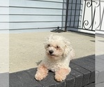 Small #2 Havanese